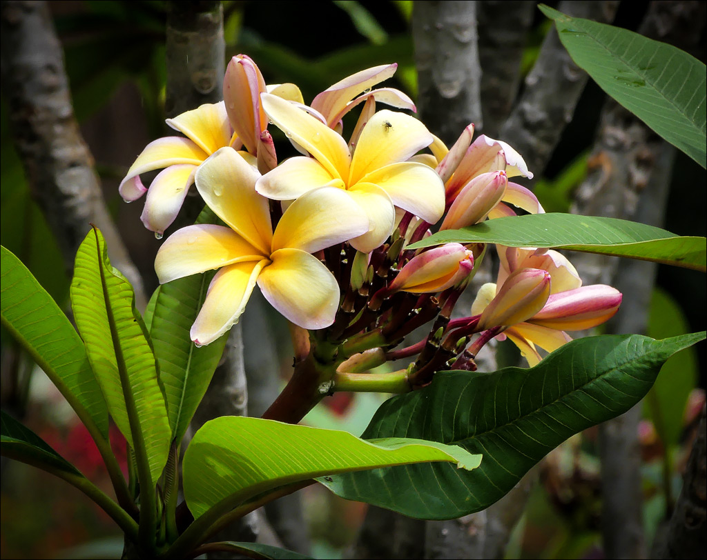 Click image for larger version

Name:	Frangipani.jpg
Views:	26
Size:	245.6 KB
ID:	448568