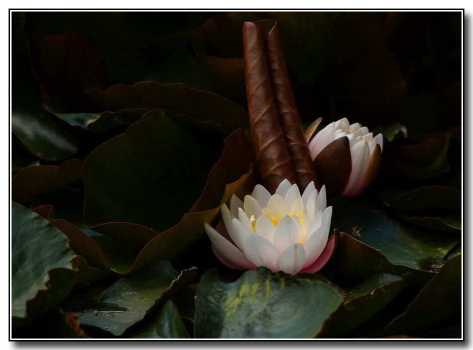 Click image for larger version

Name:	Water lillies .jpg
Views:	49
Size:	113.0 KB
ID:	446484