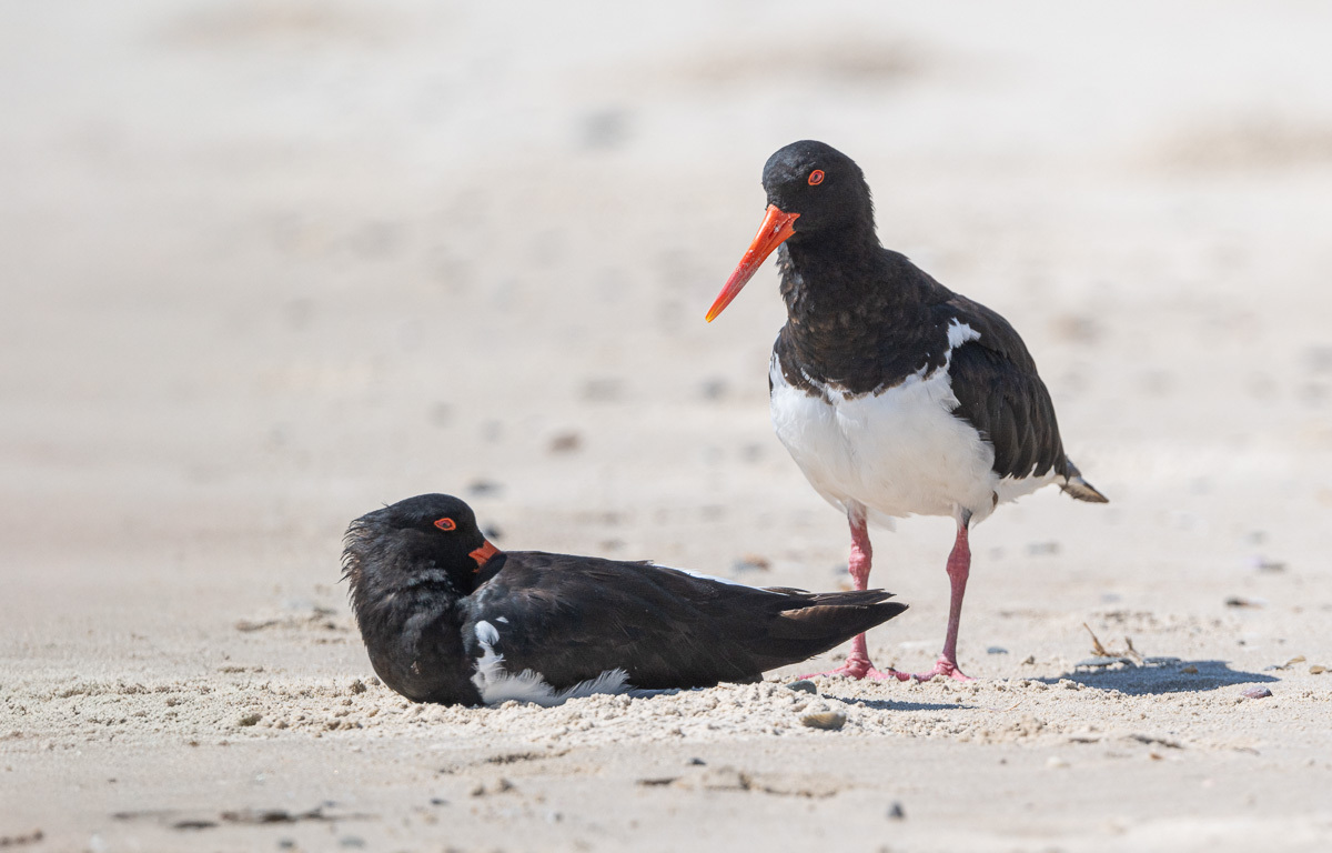 Click image for larger version

Name:	20250128_Oystercatcher_0004-Edit.jpg
Views:	31
Size:	224.2 KB
ID:	511300