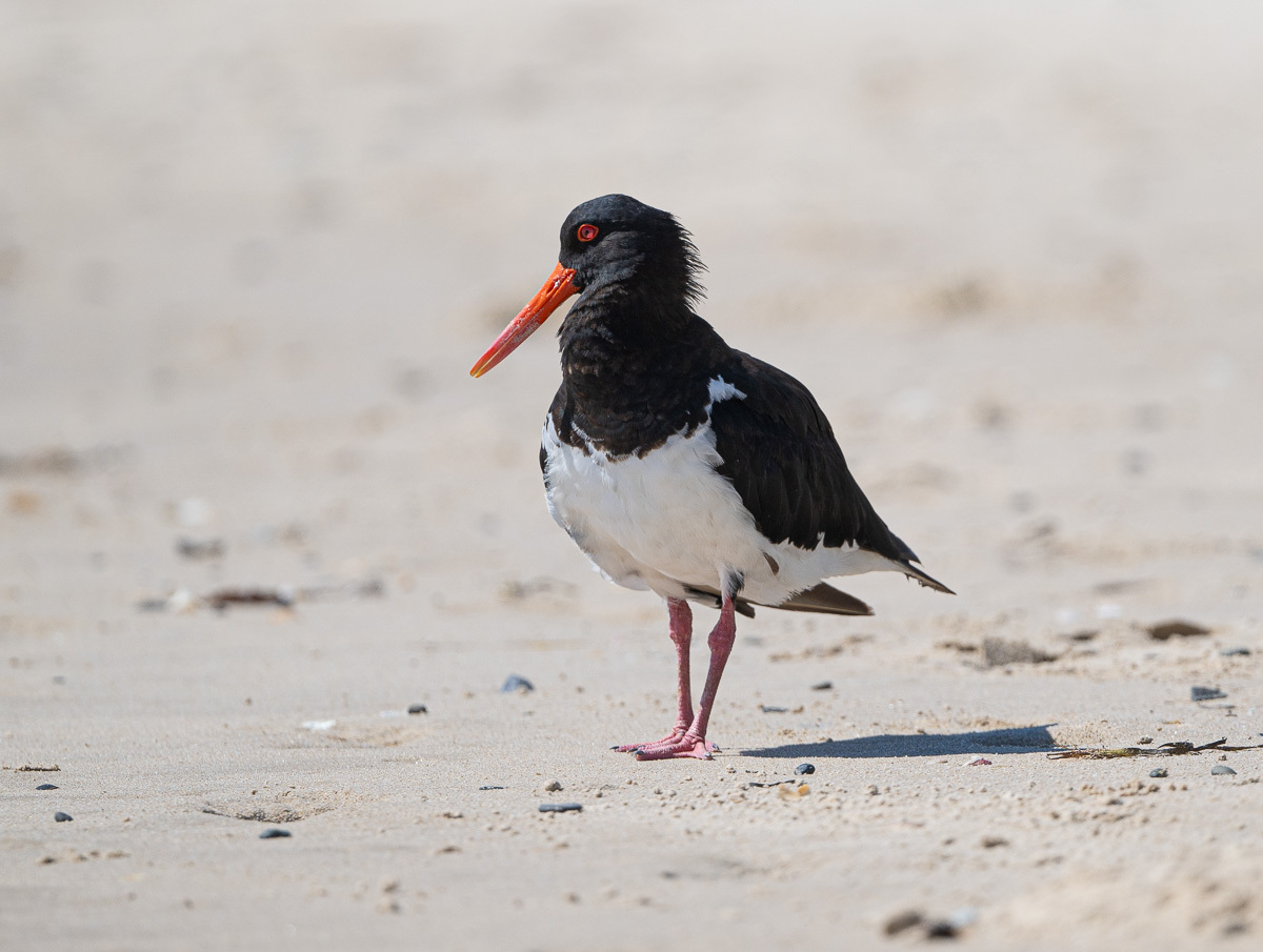 Click image for larger version

Name:	20250128_Oystercatcher_0001.jpg
Views:	25
Size:	251.5 KB
ID:	511301