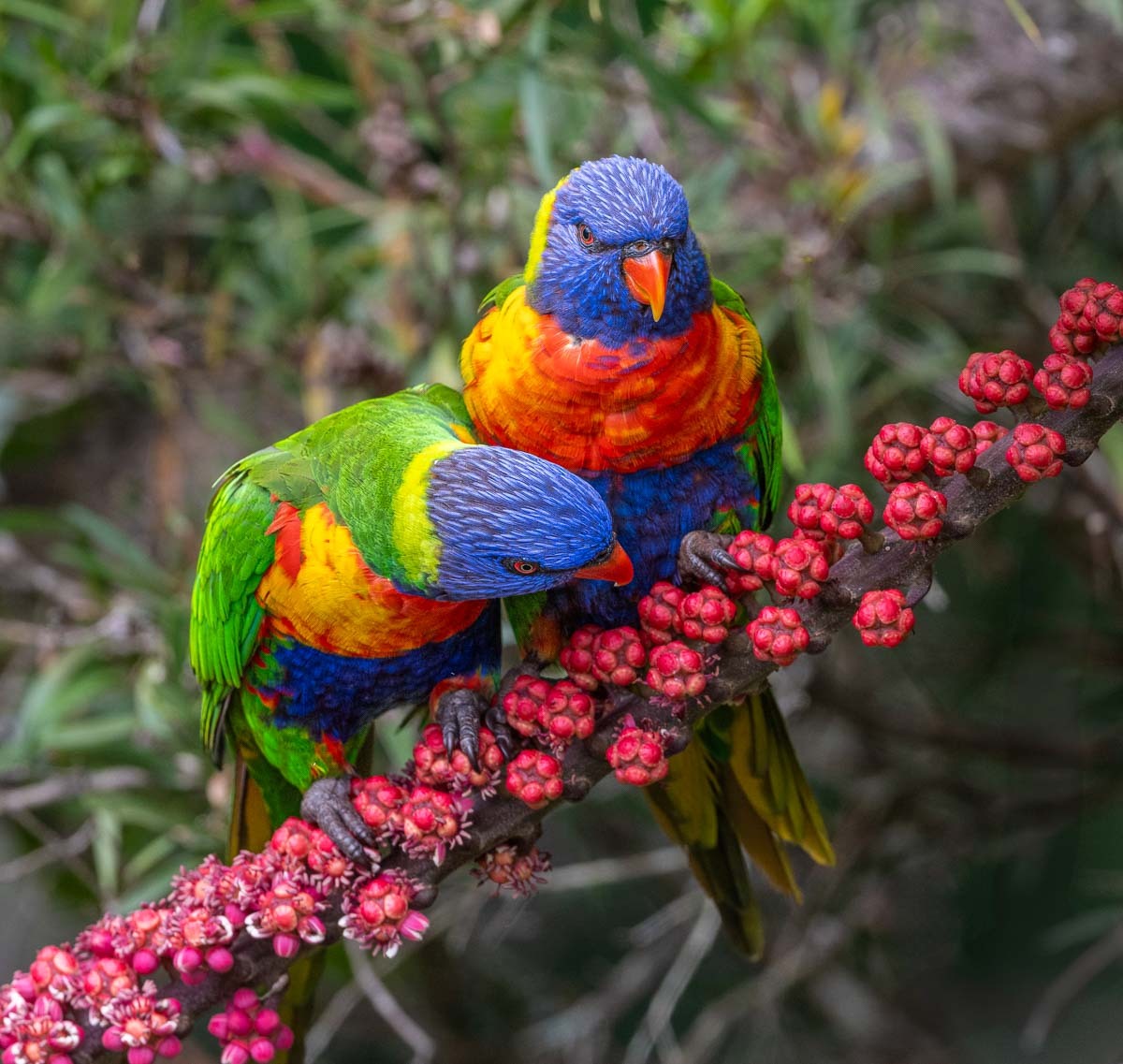 Click image for larger version

Name:	20250217_Lorikeets_0018-Edit.jpg
Views:	13
Size:	268.9 KB
ID:	511480