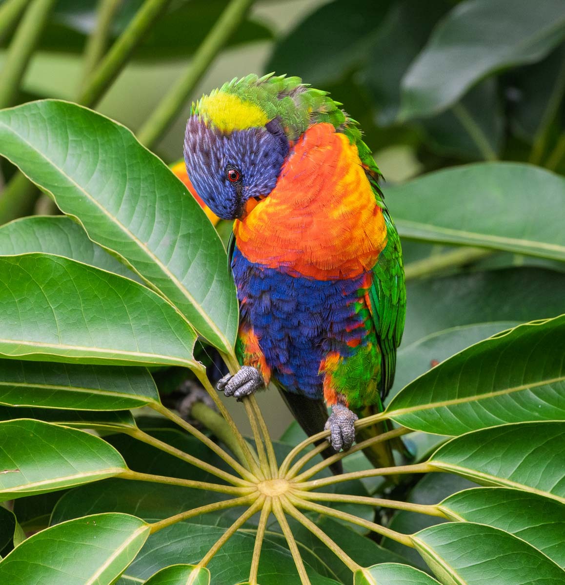 Click image for larger version

Name:	20250217_Lorikeets_0002.jpg
Views:	11
Size:	306.0 KB
ID:	511481