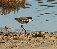 Click image for larger version

Name:	29-04-13 red-kneed dotterel3.jpg
Views:	49
Size:	110.2 KB
ID:	321210