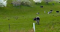 Click image for larger version

Name:	cows4.jpg
Views:	87
Size:	230.8 KB
ID:	322264