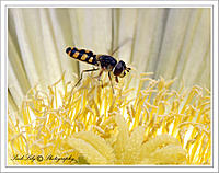 Click image for larger version

Name:	DSC_0037 Hoverfly on Cactusxxxxx.jpg
Views:	48
Size:	142.1 KB
ID:	324432