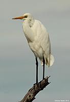 Click image for larger version

Name:	25-04-13 great egret.jpg
Views:	65
Size:	34.1 KB
ID:	337556