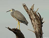 Click image for larger version

Name:	25-04-13 white-faced heron.jpg
Views:	68
Size:	67.3 KB
ID:	337557