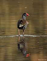 Click image for larger version

Name:	30-04-13 swamp hen.jpg
Views:	61
Size:	71.4 KB
ID:	337632