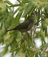 Click image for larger version

Name:	06-05-13 silvereye1.jpg
Views:	63
Size:	115.1 KB
ID:	337712