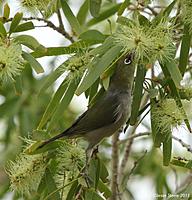 Click image for larger version

Name:	06-05-13 silvereye2.jpg
Views:	61
Size:	135.7 KB
ID:	337713