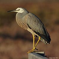 Click image for larger version

Name:	02-06-13 white-faced heron1.jpg
Views:	75
Size:	66.4 KB
ID:	339404