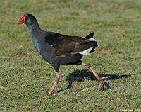 Click image for larger version

Name:	16-06-13 swamphen2.jpg
Views:	98
Size:	117.3 KB
ID:	339520