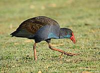 Click image for larger version

Name:	30-06-13 swamphen2.jpg
Views:	76
Size:	113.1 KB
ID:	339683