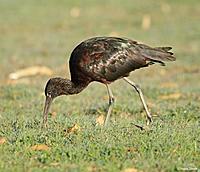 Click image for larger version

Name:	30-06-13 glossy ibis1.jpg
Views:	69
Size:	108.6 KB
ID:	339684