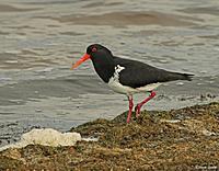 Click image for larger version

Name:	09-08 pied oyster catcher.jpg
Views:	60
Size:	107.6 KB
ID:	340167