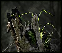 Click image for larger version

Name:	14-08 grass in tree.jpg
Views:	85
Size:	95.2 KB
ID:	340219