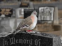 Click image for larger version

Name:	bird @ cem.jpg
Views:	68
Size:	214.0 KB
ID:	340230