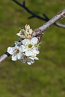 Click image for larger version

Name:	blossom 1.jpg
Views:	53
Size:	54.5 KB
ID:	340265