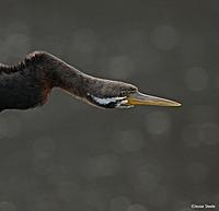 Click image for larger version

Name:	14-08 darter - male.jpg
Views:	57
Size:	53.4 KB
ID:	340267