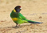 Click image for larger version

Name:	18-08 ringneck1.jpg
Views:	58
Size:	88.4 KB
ID:	340268