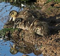 Click image for larger version

Name:	19-08 ducklings1.jpg
Views:	88
Size:	176.6 KB
ID:	340296