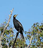 Click image for larger version

Name:	22-08 great cormorant3.jpg
Views:	50
Size:	80.5 KB
ID:	340346
