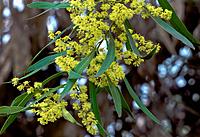 Click image for larger version

Name:	wattle 12.jpg
Views:	48
Size:	266.6 KB
ID:	340356