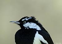 Click image for larger version

Name:	22-08 magpie lark - male.jpg
Views:	62
Size:	42.1 KB
ID:	340364