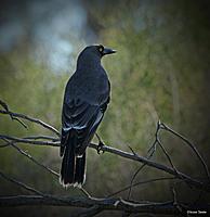 Click image for larger version

Name:	23-08 grey currawong.jpg
Views:	55
Size:	73.0 KB
ID:	340380