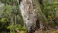 Click image for larger version

Name:	tree gum.jpg
Views:	53
Size:	357.6 KB
ID:	340395