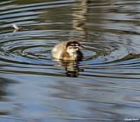 Click image for larger version

Name:	26-08 wood duck duckling.jpg
Views:	54
Size:	102.2 KB
ID:	340407