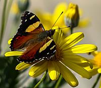 Click image for larger version

Name:	butterfly.jpg
Views:	63
Size:	184.3 KB
ID:	340414