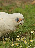 Click image for larger version

Name:	26-08 little corella.jpg
Views:	69
Size:	87.8 KB
ID:	340430