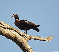 Click image for larger version

Name:	01-09 shelduck - female.jpg
Views:	68
Size:	76.8 KB
ID:	340498