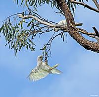 Click image for larger version

Name:	02-09 little corellas5.jpg
Views:	64
Size:	117.8 KB
ID:	340502