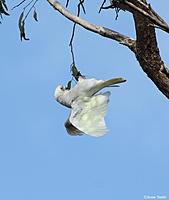 Click image for larger version

Name:	02-09 little corella2.jpg
Views:	74
Size:	58.1 KB
ID:	340503