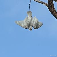 Click image for larger version

Name:	02-09 little corella4.jpg
Views:	68
Size:	48.5 KB
ID:	340504