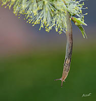 Click image for larger version

Name:	1010-065Slug on bottlebrush.jpg
Views:	63
Size:	176.6 KB
ID:	352800