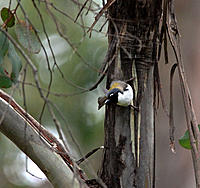 Click image for larger version

Name:	Black headed Honeyeater.jpg
Views:	48
Size:	193.7 KB
ID:	354599