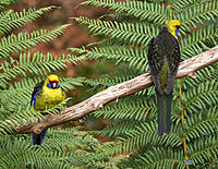 Click image for larger version

Name:	Rosellas.jpg
Views:	113
Size:	287.0 KB
ID:	355534