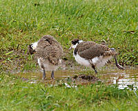 Click image for larger version

Name:	BB plovers.jpg
Views:	150
Size:	264.1 KB
ID:	355582