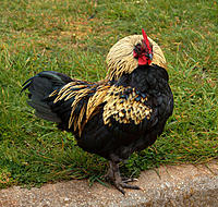 Click image for larger version

Name:	Pretty chook..jpg
Views:	95
Size:	170.4 KB
ID:	357362