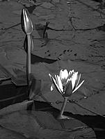 Click image for larger version

Name:	Waterlilly BW.jpg
Views:	92
Size:	180.0 KB
ID:	358186