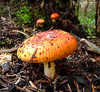 Click image for larger version

Name:	Toadstools.jpg
Views:	66
Size:	320.0 KB
ID:	358219