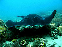 Click image for larger version

Name:	Black Ray.jpg
Views:	76
Size:	83.0 KB
ID:	359012