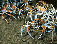 Click image for larger version

Name:	Crabby Buggers.jpg
Views:	78
Size:	175.9 KB
ID:	359051