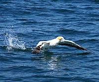 Click image for larger version

Name:	Gannet take off.jpg
Views:	63
Size:	196.6 KB
ID:	359986