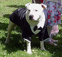 Click image for larger version

Name:	Wedding dog.jpg
Views:	65
Size:	138.6 KB
ID:	360467