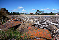 Click image for larger version

Name:	Driftwood..jpg
Views:	75
Size:	242.1 KB
ID:	360614