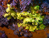 Click image for larger version

Name:	Yellow sponge.jpg
Views:	61
Size:	196.6 KB
ID:	361948